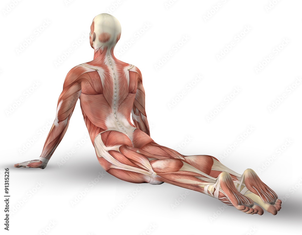 Poster 3D male figure with muscle map in yoga pose