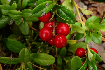 Autumn morning dew on berries cranberries