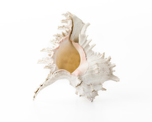 sea shell on white background