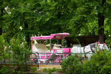 horse buggy - Kutsche, pink, Hochzeitskutsche