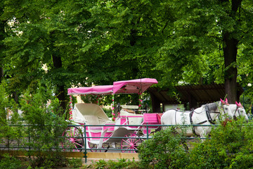 horse buggy - Kutsche, pink, Hochzeitskutsche