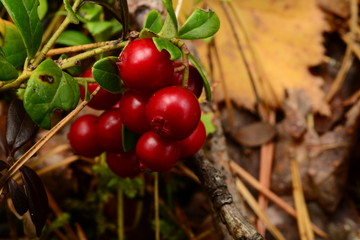 Bunch of red ripe cranberries berries on a background of the fallen yellow leaves