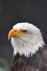 Fototapeta premium Great Eagle, Alaska