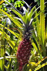 pineapple plantation in the park of Anduze bamboo