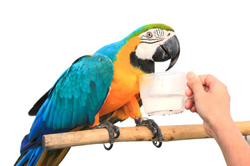drinking water of Macaw Parrot  isolated on white background wit