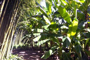 banana tree in the park Anduze bamboo