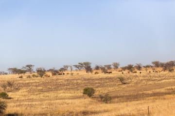 Fototapeta na wymiar Cattle Farming Dry Landscape
