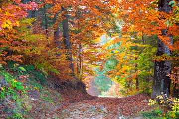 Beautiful vibrant Autumn Fall Leaves colors in forest