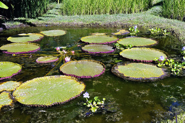 Decorative Basin Anduze bamboo garden