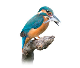 Common Kingfisher Isolated