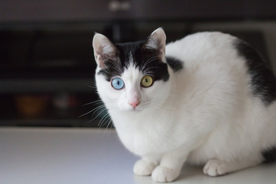 355 最適な ぶち猫 画像 ストック写真 ベクター Adobe Stock