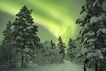 Aurora borealis over a path in winter landscape, Finnish Lapland - 91319075