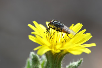 Sirfido - (syrphidae)