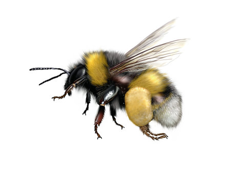 buff-tailed bumblebee or large earth bumblebee