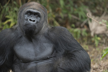 Alpha Male Gorilla