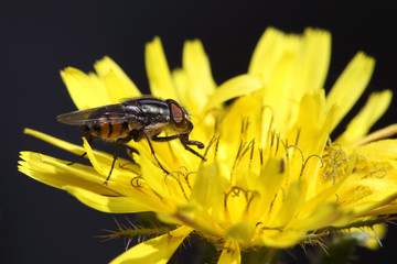 Sirfido - (syrphidae)