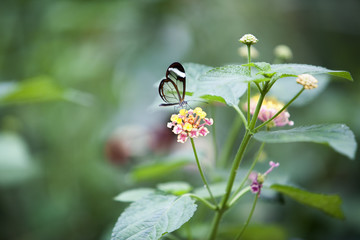 Fragile see through butterfly
