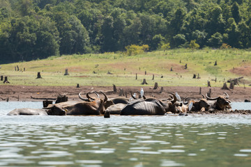 water buffalo a dip in the lake