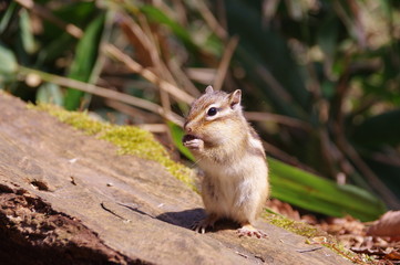 Squirrel