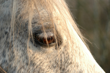 Pferd