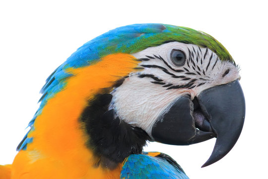 Macaw Parrot isolated on white background with clipping path