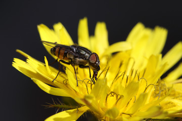 Sirfido - (syrphidae)