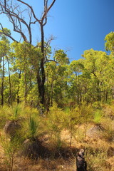 Rough Australian outback