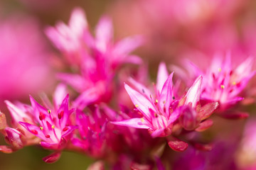 beautiful blooming Sedum, macro