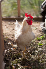 Fototapeta premium Петух