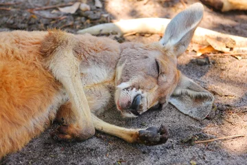 Photo sur Aluminium Kangourou Kangaroos in Australia