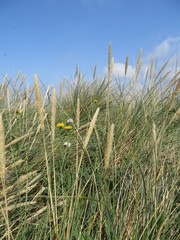 Obraz premium Dünengras und Strandhafer