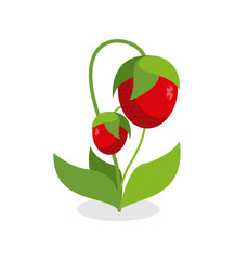 Red strawberries with green stems. Juicy Berry with leaves on a