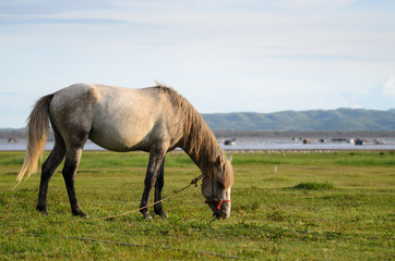 Horse on the field grass with sunlight and mountain background