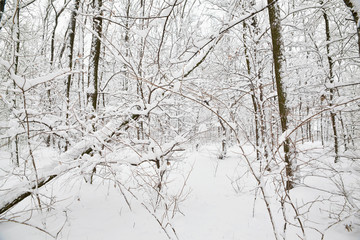Winter forest