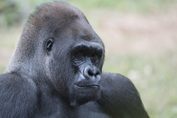 Silverback gorilla with left over  fruit on his lips
