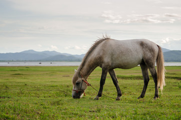 Fototapeta na wymiar Horse on the field grass with sunlight and mountain background