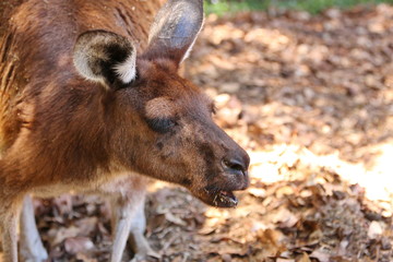Kangaroos in Australia