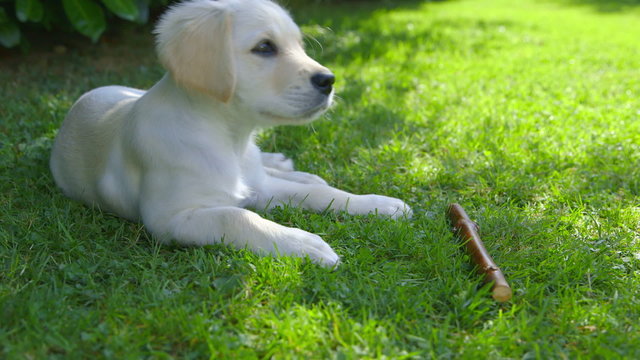 Cute Golden Retriever Puppy in the Garden
