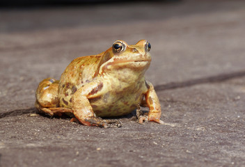 Frog sitting on a wooden surface.