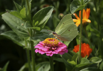 Obraz premium Butterfly