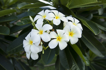 white flower, Plumeria 