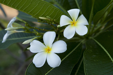 white flower, Plumeria 