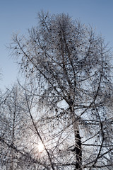 Winter tree branches vertical