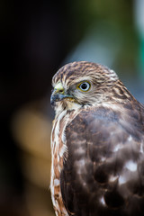Shikra falcon
