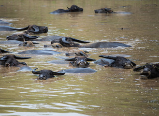 Fototapeta premium Buffalo take a bath in the canal