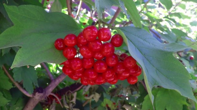 guelder-rose ripe red berries