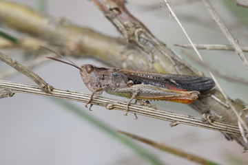 Cavalletta - (Caelifera)