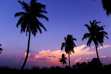 Palmen, Sonnenuntergang, Sri Lanka