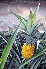 Obraz premium pineapple plantation in the park of Anduze bamboo