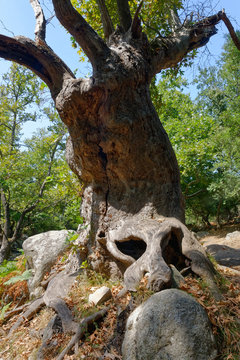 Rocks with moss and autumn in an old beech forest samothraki,greece